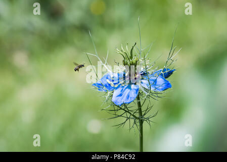 Nigella damascena, Blau auf Grün, Sommer Hintergrund Stockfoto