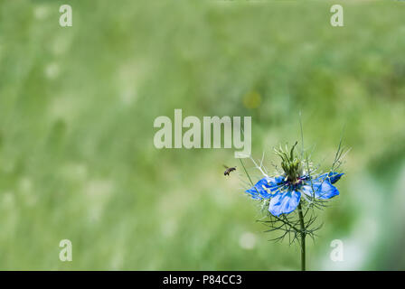 Nigella damascena, Blau auf Grün, Sommer Hintergrund Stockfoto