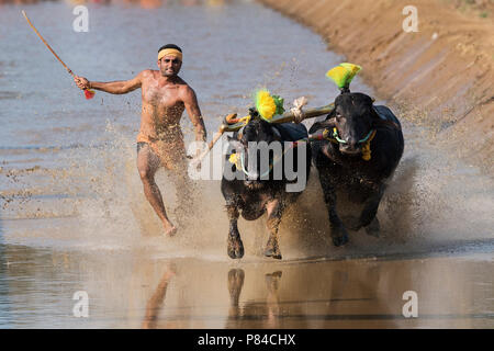 Das Bild der Kambala festival Buffalo race in Mangalore, Indien Stockfoto