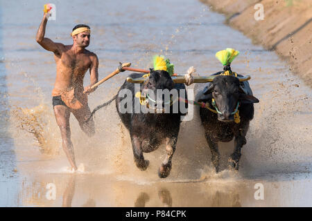 Das Bild der Kambala festival Buffalo race in Mangalore, Indien Stockfoto