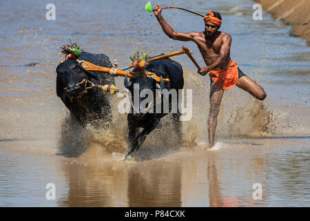 Das Bild der Kambala festival Buffalo race in Mangalore, Indien Stockfoto
