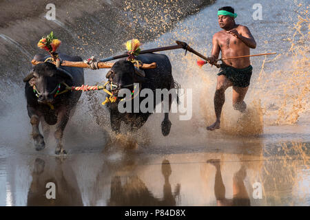 Das Bild der Kambala festival Buffalo race in Mangalore, Indien Stockfoto