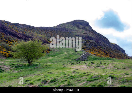 Ein bergwandern Route über grasbewachsene Hänge bis zu Arthur's Seat, dem höchsten Punkt in Edinburgh Holyrood Park, Schottland, Großbritannien Stockfoto