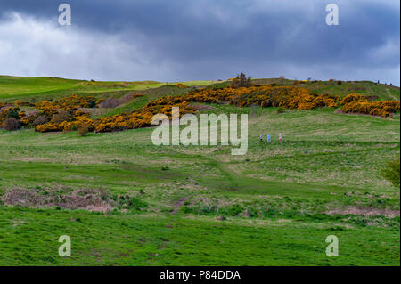 Ein bergwandern Route über grasbewachsene Hänge bis zu Arthur's Seat, dem höchsten Punkt in Edinburgh Holyrood Park, Schottland, Großbritannien Stockfoto