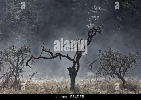 Sonnenlicht in der Morgendämmerung brennen der Tau aus der Talsohle sieht aus wie ein Waldbrand am Eingang nach Mordor Stockfoto