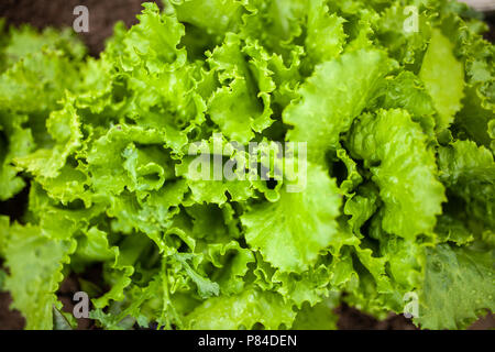 Kopfsalat wächst in einem Garten. Stockfoto