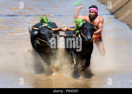 Das Bild der Kambala festival Buffalo race in Mangalore, Indien Stockfoto