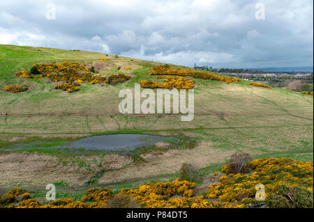 Ein bergwandern Route über grasbewachsene Hänge bis zu Arthur's Seat, dem höchsten Punkt in Edinburgh Holyrood Park, Schottland, Großbritannien Stockfoto