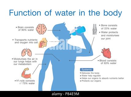 Funktion von Wasser im menschlichen Körper. Stock Vektor