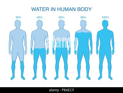 Differenz Anteil Wasser in den menschlichen Körper. Stock Vektor