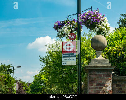 Hängenden Blumenkörben auf Lamp Post Bus stop in Wimbledon Farben Lila und Weiß bei Wimbledon Tennis Championships, London, England, Großbritannien Stockfoto