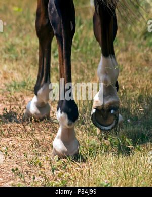 Führende reiten und wandern entlang der Sand. Stockfoto