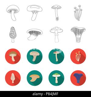 Morel, Auster, grüne Amanita, actarius Indigo. Mushroom set Sammlung Icons in Grenzen, flet Stil vektor Symbol lieferbar Abbildung. Stock Vektor