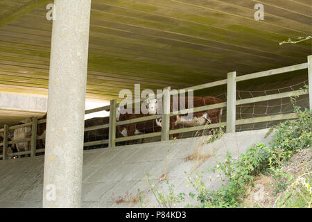 Vieh hütete während der Hitzewelle 2018 UK aus heißem Wetter unter der A 31 Brücken im New Forest Hampshire UK GB. 7.7.18 Stockfoto