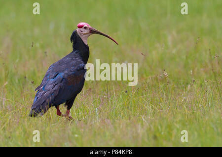 Südliche kahlen Ibis (Geronticus Calvus) Stockfoto