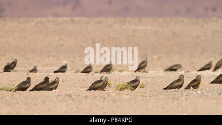 (Westlichen) schwarzen Drachen - Schwarzmilan MILVUS MIGRANS - ssp. Migrans, Marokko, roosting Ort während der Nacht Stockfoto