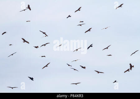 (Westlichen) schwarzen Drachen - Schwarzmilan MILVUS MIGRANS - ssp. Migrans, Marokko, Vögel starten Migration in den Morgen Stockfoto