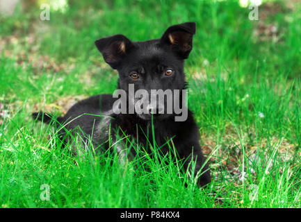 Adorable puppy dog auf Gras schaut direkt in die Kamera. Stockfoto