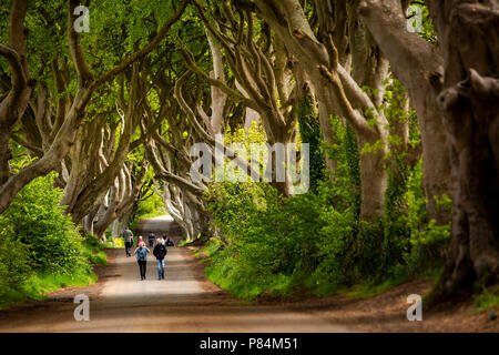 Großbritannien, Nordirland, Co Antrim, Ballymoney, Gracehill Haus, dunklen Hecken, Besucher in die Avenue der Buche, im Spiel der Throne verwendet Stockfoto