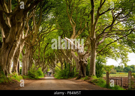 Großbritannien, Nordirland, Co Antrim, Ballymoney, Gracehill Haus, dunklen Hecken, Avenue der Buche, im Spiel der Throne verwendet Stockfoto