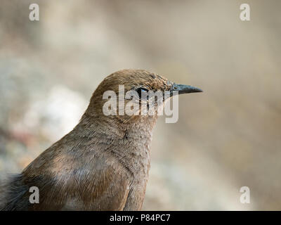 Indische Robin Vogel Closeup mit unscharfen Hintergrund Stockfoto