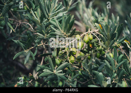 Die Zweige der Ölbaum mit Obst in den Vordergrund. Natürlichen, grünen Hintergrund mit selektiven Fokus. Die Fruchtart, die für die Erzeugung von Olivenöl Stockfoto