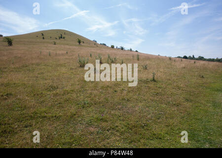 Ellesborough, UK. 6. Juli, 2018. Ein Blick auf den Beacon Hill, eine steile Chalk Hill, die Bestandteil des Chequers Immobilien. Stockfoto