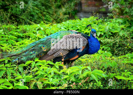 Pfau (Pavo Linnaeus). Männliche Pfau. Porträt einer wunderschönen Peacock im Naturpark Stockfoto