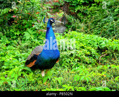 Pfau (Pavo Linnaeus). Männliche Pfau. Porträt einer wunderschönen Peacock im Naturpark Stockfoto