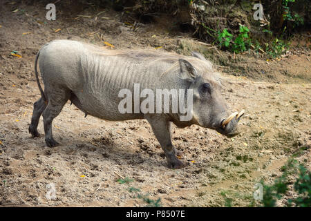 Gemeinsame Warzenschwein (Phacochoerus africanus). Seitenansicht Stockfoto