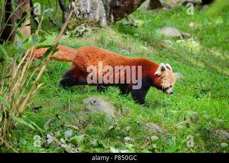 Panda, Firefox oder Kleiner Panda (Ailurus fulgens) Stockfoto