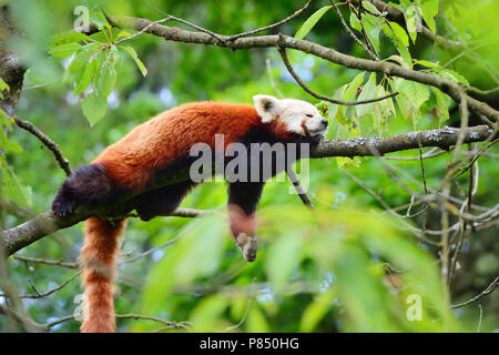 Roter Panda, Firefox oder kleinere Panda (Ailurus Fulgens) ruhen in einem Baum Stockfoto