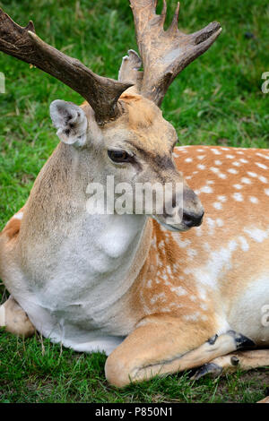 Erwachsenen männlichen Sika Deer ruht auf dem Gras Stockfoto