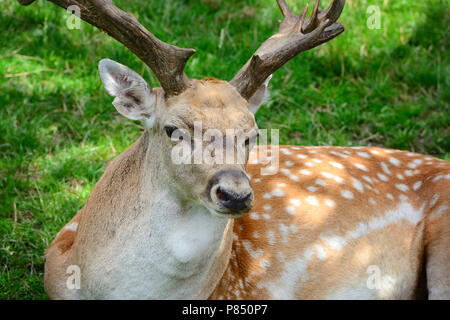 Erwachsenen männlichen Sika Deer ruht auf dem Gras Stockfoto