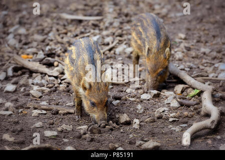 Baby Wildschweine spielen im Schlamm Stockfoto