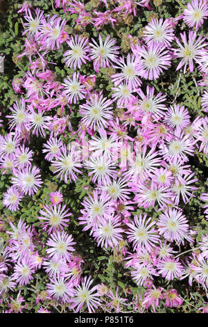 Nachgestellte Iceplant Delosperma cooperi Stockfoto