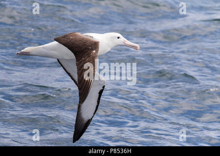 Nach Norden Royal Albatross (Diomedea sanfordi) im Flug über Neuseeland subantarktischen Gewässern. Stockfoto