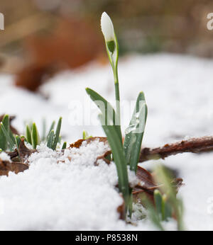 In wit besneeuwd sneeuwklokje Bos; Schneeglöckchen im verschneiten Wald Stockfoto