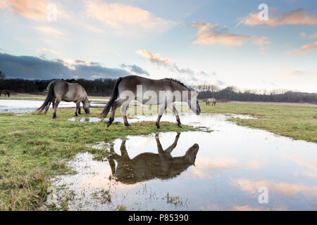 Konik Pferde in Lentevreugd, Wassenaar, Niederlande Stockfoto