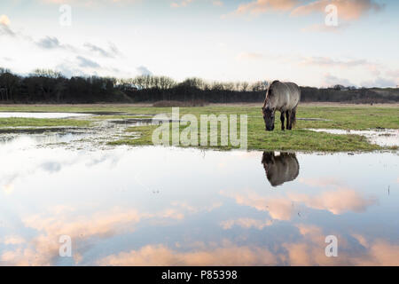 Konik Pferde in Lentevreugd, Wassenaar, Niederlande Stockfoto