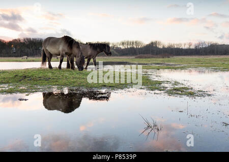 Konik Pferde in Lentevreugd, Wassenaar, Niederlande Stockfoto