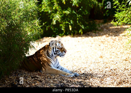 Eine junge weibliche Amur Tiger, die Teil der Zucht in Colchester Zoo. Stockfoto