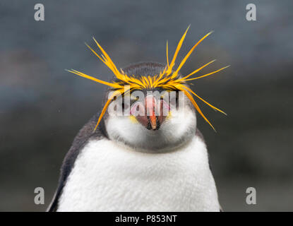 Royal Penguin (Eudyptes schlegeli) auf Macquarie Inseln, Australien Stockfoto