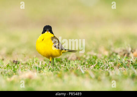 Black-headed Bachstelze (Motacilla feldegg) während der Frühling Migration in Israel. Stockfoto