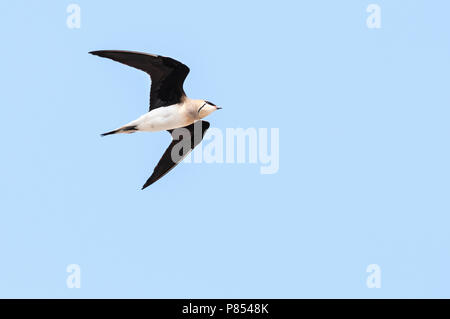 Vorkstaartplevier; Black-winged Pratincole; Glareola nordmanni Stockfoto