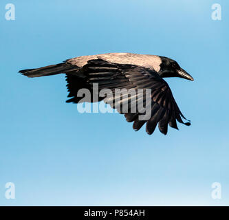 Nebelkrähe (Corvus cornix) im Flug Stockfoto