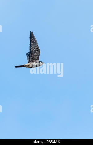 Eurasischen hobby (Falco subbuteo) im Flug im Herbst Migration in Bulgarien Stockfoto