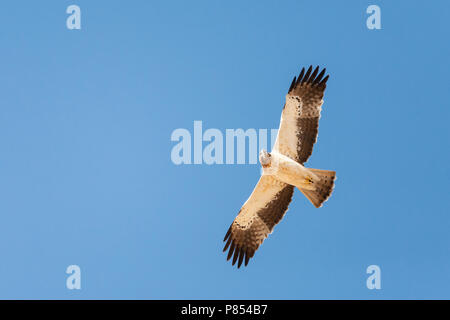 Licht morph Zwergadler (Hieraaetus pennatus) auf Migration über Eilat Berge, Eilat, Israel Stockfoto