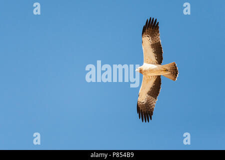 Licht morph Zwergadler (Hieraaetus pennatus) auf Migration über Eilat Berge, Eilat, Israel Stockfoto