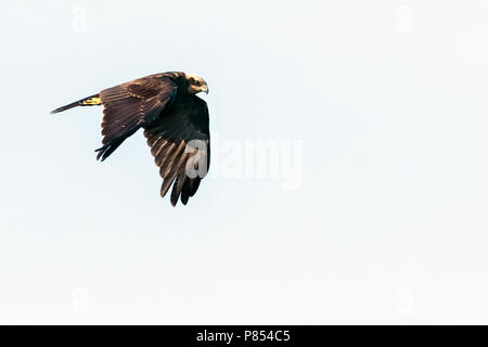 Western Rohrweihe (Circus aeruginosus) auf Herbst Migration entlang der östlichen europäischen Flyway (Via Pontica) in Bulgarien. Stockfoto